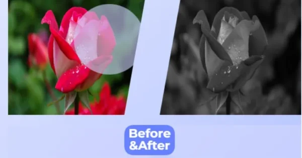 Black and White Image Converter 5 Steps to Stunning Grayscale Photos